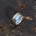 Ring mit Citrin
